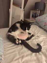 Feline LUTD Management: Disease-Specific Guidelines for Veterinarians – iCatCare 2025